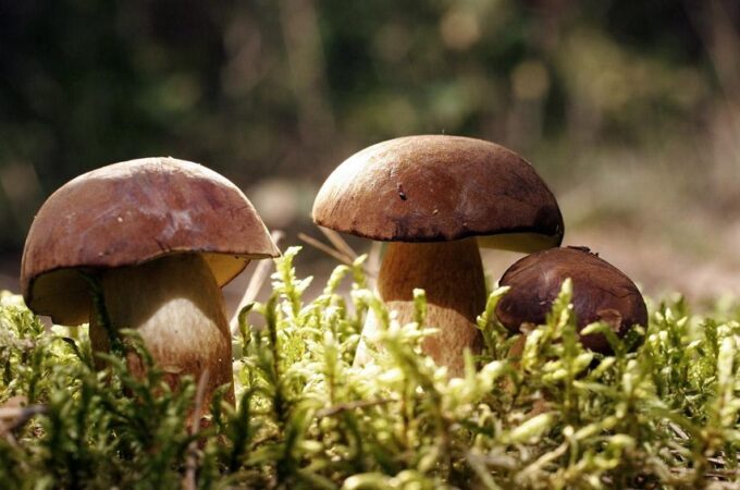 A Few Things To Keep In Mind Before Your Magic Mushroom Retreat