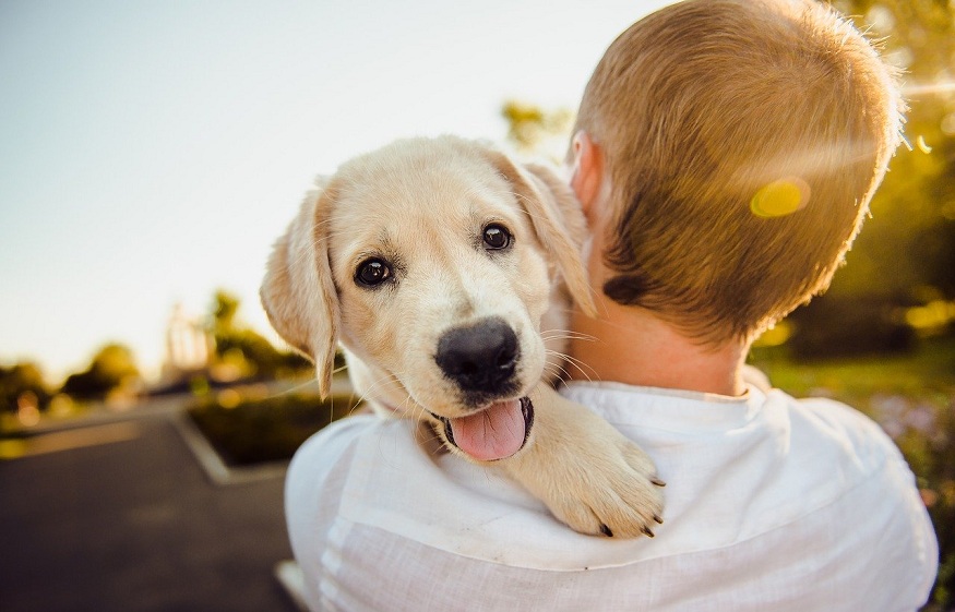 Right Supplements and Dog Treats