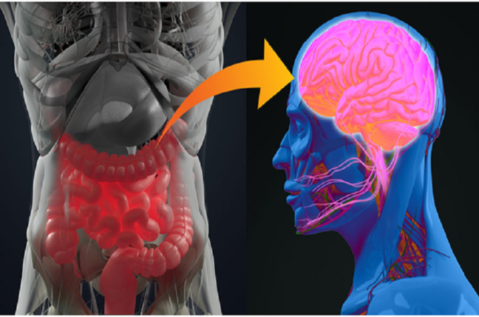 The Surprising Link Between Gut Health and Brain Fog