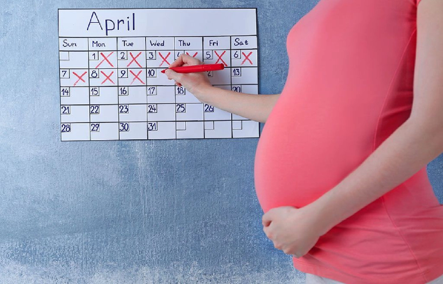 pregnancy calculator